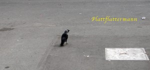 plattflattermann-seite1